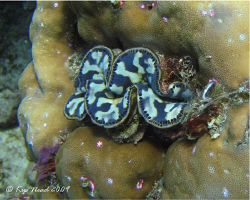 Gimme a Kiss! Canon SD550 on last summer's trip to Bali. by Kip Nead 